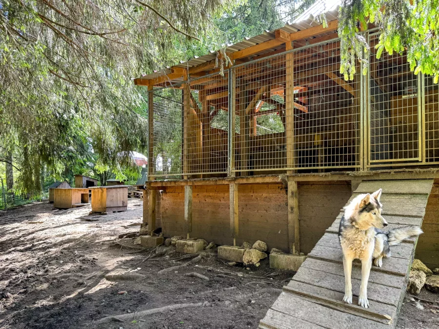 Parc à chiens de la ferme à Foncine – Arrière-Cour, agence spécialisée dans le Jura