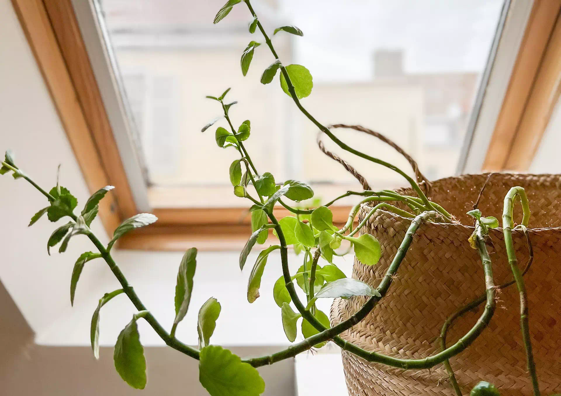 Plante de l'Appartement Duplex situé au centre-ville de Besançon - Arrière-Cour, agence immobilière spécialisée à Besançon