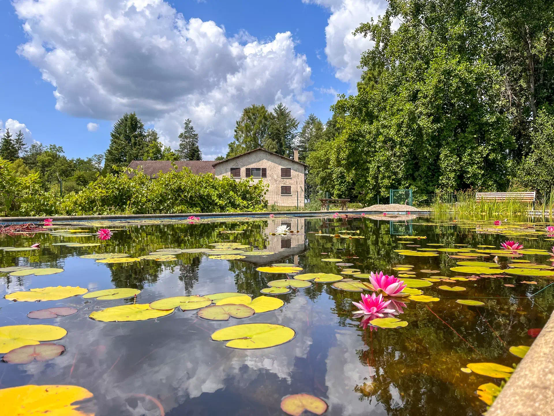 Piscine et nénuphars de l'Ancien moulin proche de Luxeuil - Arrière-Cour, agence immobilière spécialisée en Haute-Saône