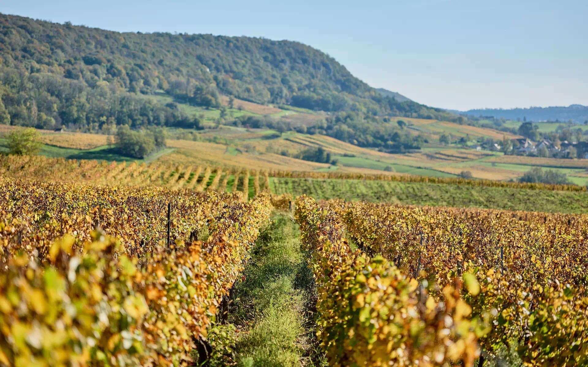 Vignes de la maison vigneronne à Voiteur à vendre - Arrière-Cour, agence immobilière spécialisée dans le Jura