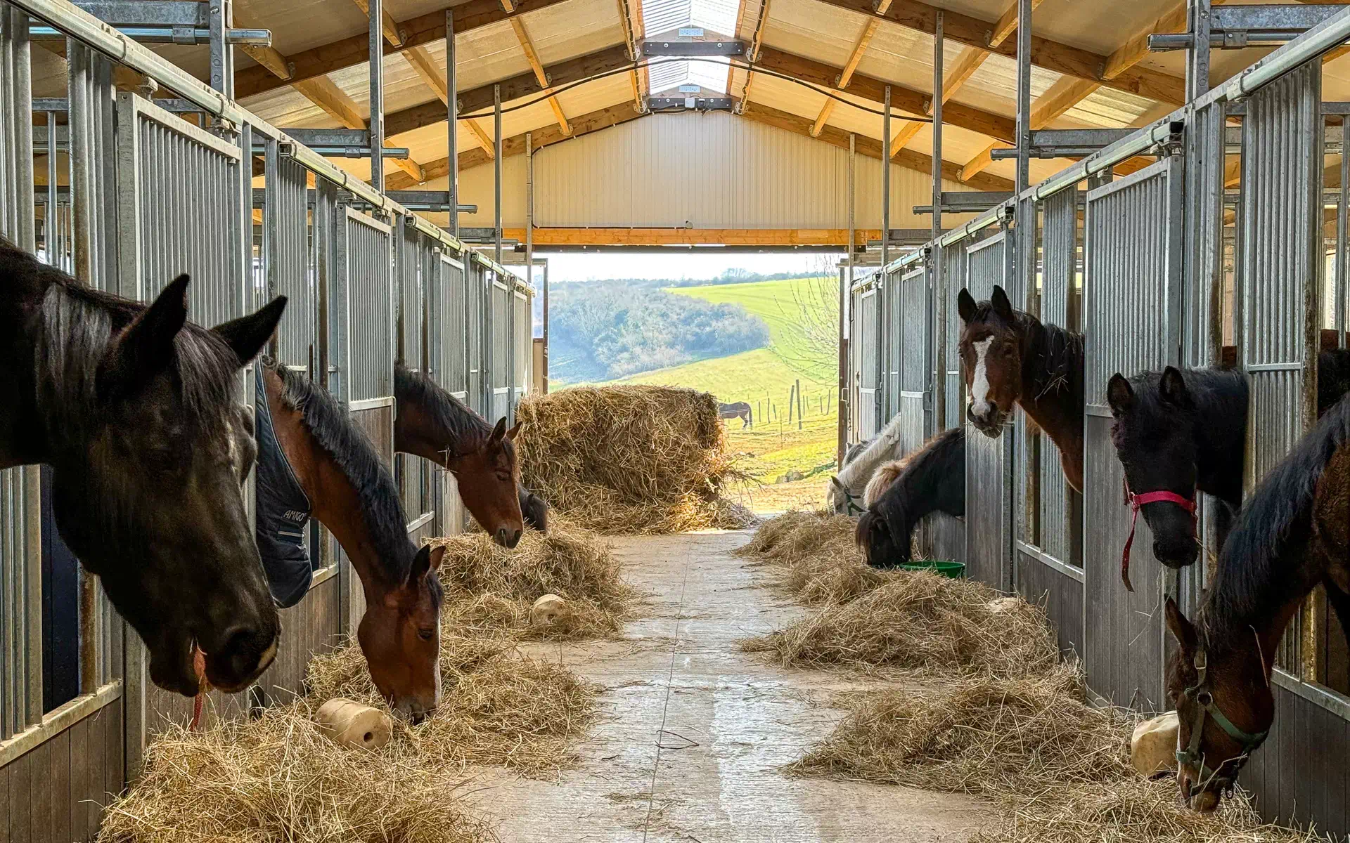 Chevaux et boxes de la propriété équestre à vendre à Juville - Arrière-Cour, agence immobilière haut de gamme