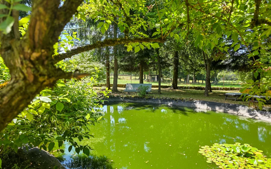 Bassin de la maison de maître à Pexonne à vendre - Arrière-Cour, agence immobilière spécialisée dans les Vosges