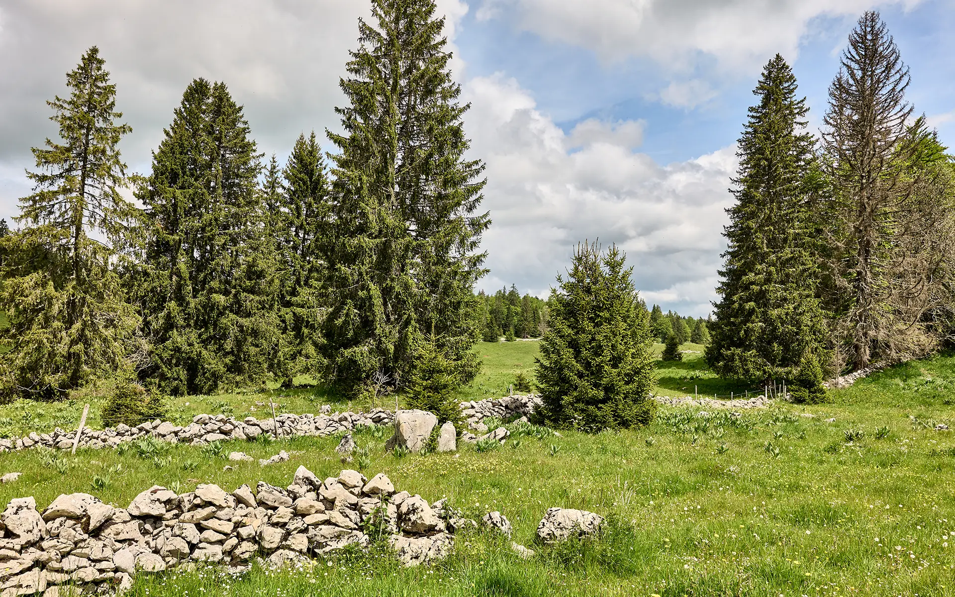 La nature de la maison de caractère à Lamoura à vendre - Arrière-Cour, agence immobilière spécialisée dans le Jura