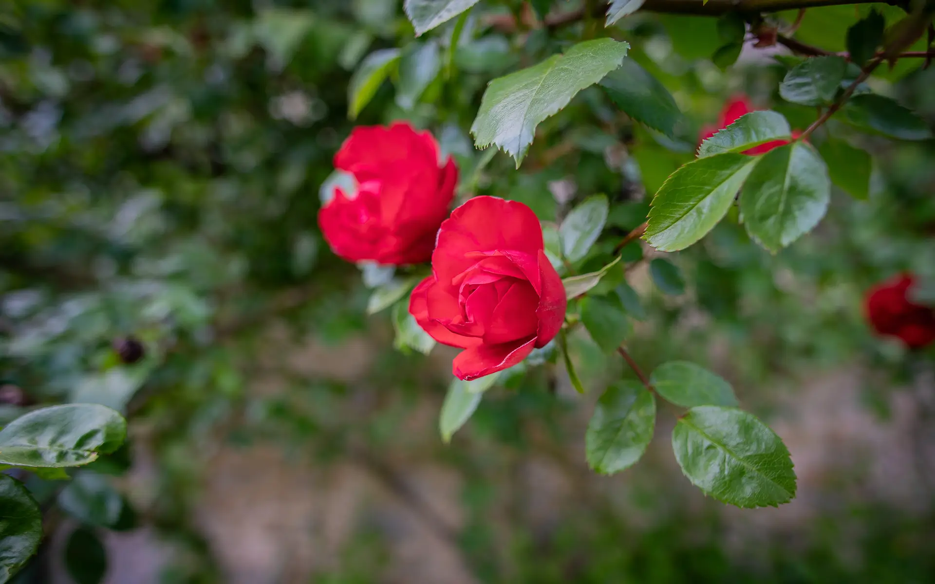 Rose de la maison de caractère à Langres à vendre - Arrière-Cour, agence immobilière spécialisée en Haute-Marne