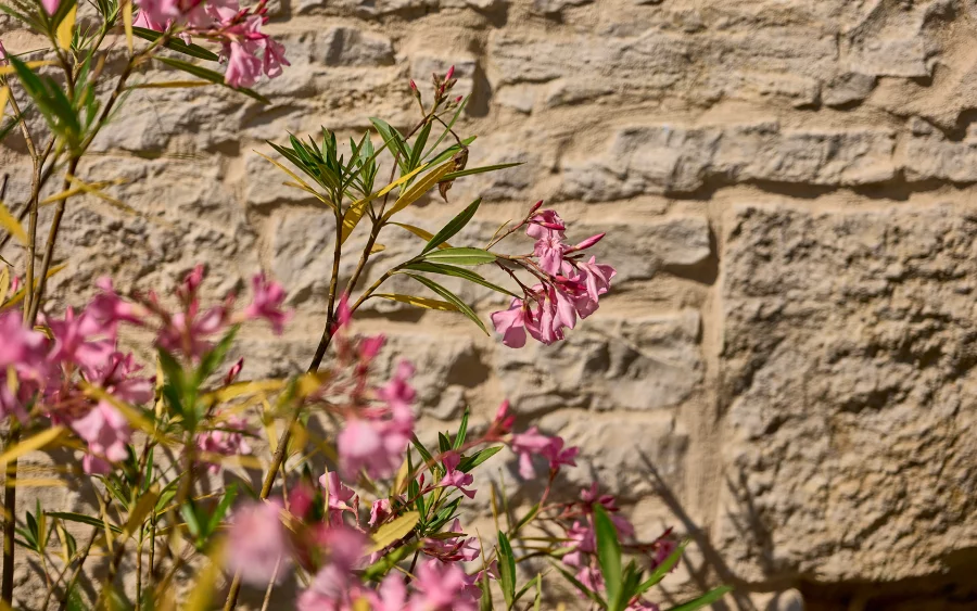 Fleur de la maison familiale proche de Besançon à vendre - Arrière-Cour, agence immobilière spécialisée dans le Doubs