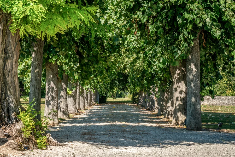 Allée de l'entrée du manoir proche de Chaumont à vendre - Arrière-Cour, agence immobilière spécialisée en Haute-Marne