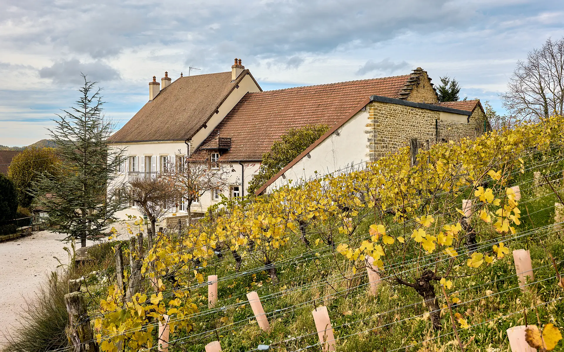 Façade et vignes de la maison vigneronne proche de Château-Chalon à vendre - Arrière-Cour, agence immobilière spécialisée dans le Jura