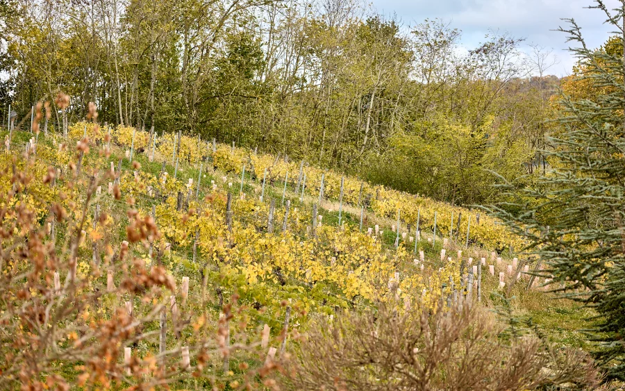 Vignes et verdure de la maison vigneronne proche de Château-Chalon à vendre - Arrière-Cour, agence immobilière spécialisée dans le Jura