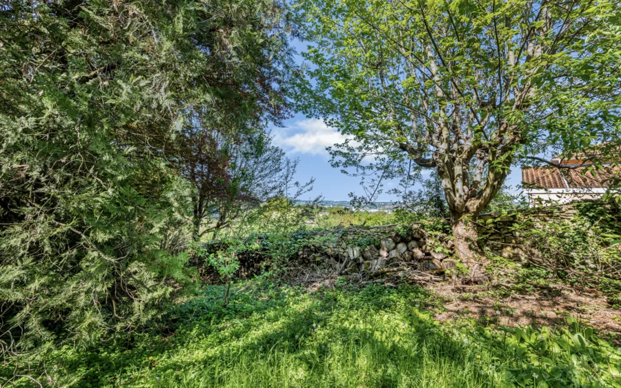 Verdure d'une maison dans un parc à Curis-au-Mont-d’Or à vendre - Arrière-Cour, agence immobilière spécialisée dans le Rhône