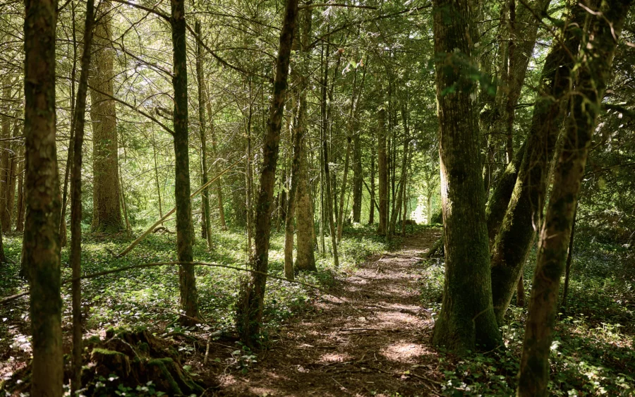 Forêt de la maison de maître aux portes de Besançon à vendre - Arrière-Cour, agence immobilière spécialisée dans le Doubs