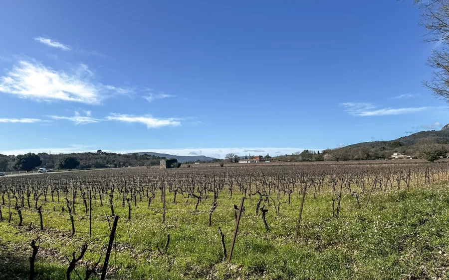 Vignes de la maison de maître et son domaine viticole en Provence verte à vendre - Arrière-Cour, agence immobilière spécialisée dans le Var