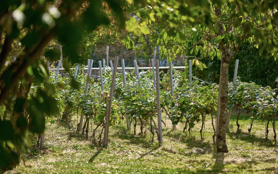 Les vignes d'une ancienne maison vigneronne aux portes d’Ornans à vendre - Arrière-Cour, agence immobilière spécialisée dans le Doubs