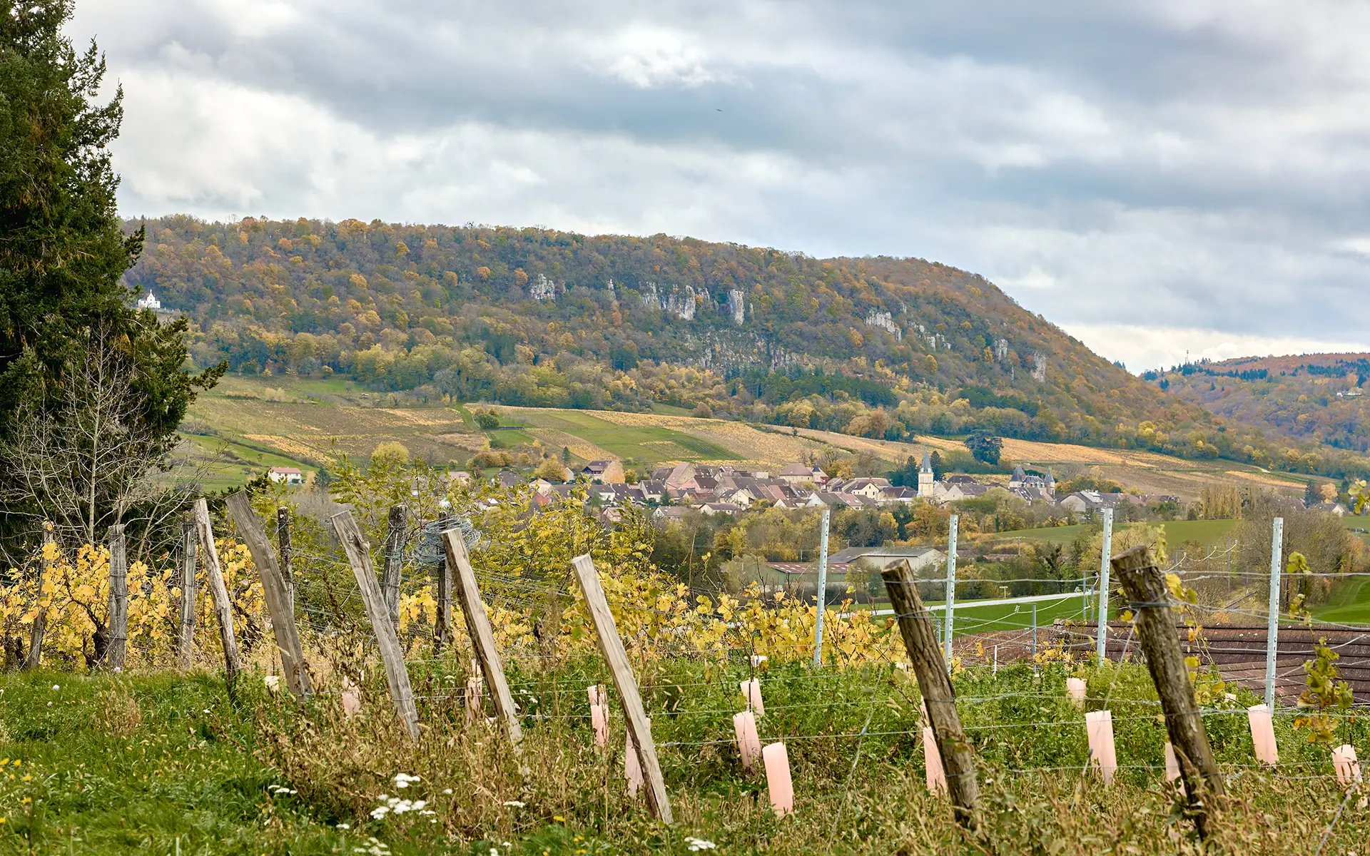 Rangées de vignes au pied d’un relief viticole