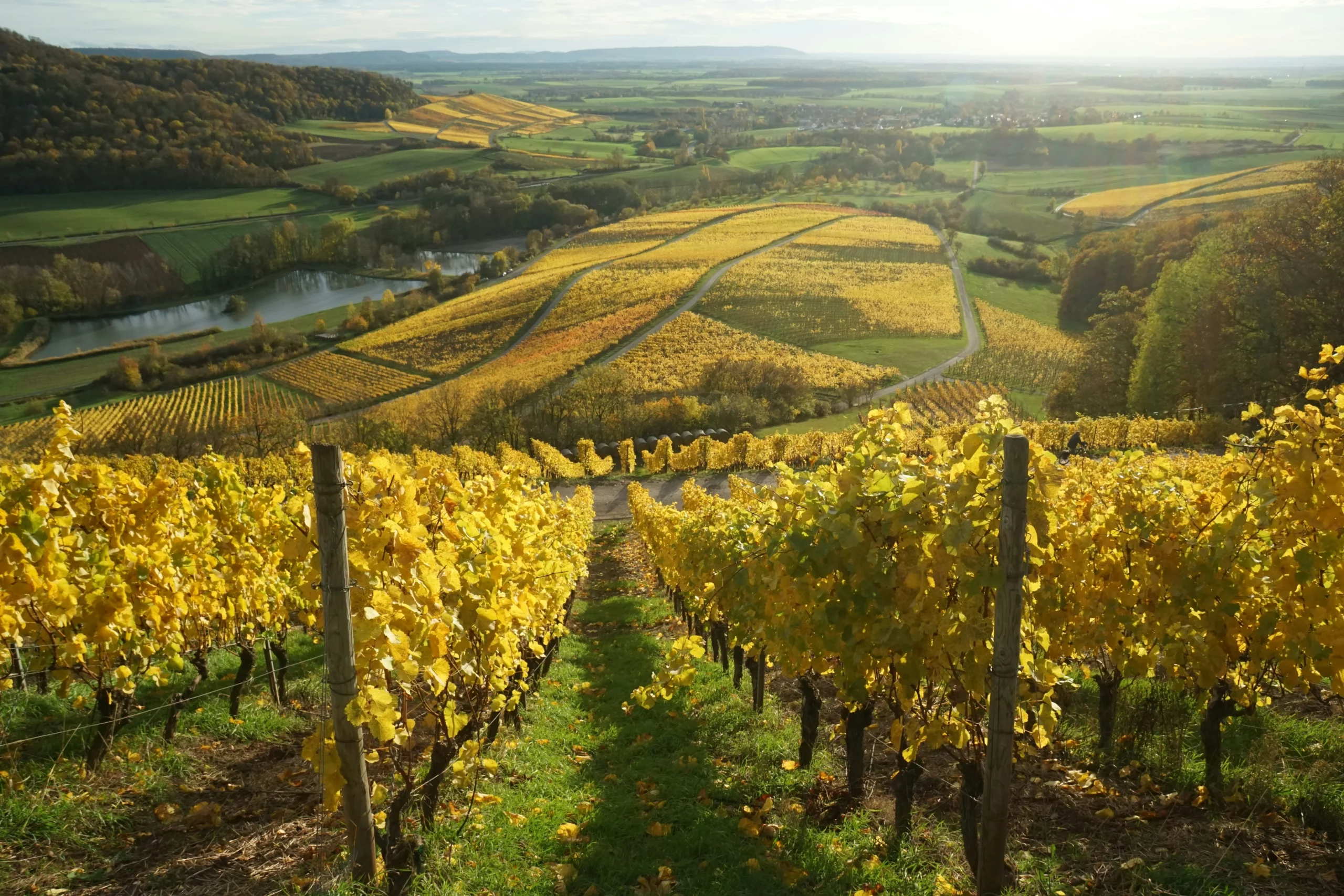 Vignobles de Bourgogne au cœur d’un paysage vallonné